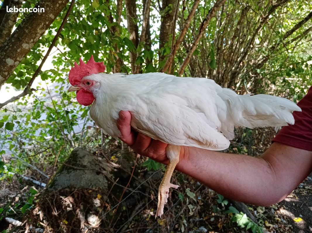 Coq leghorn (image 1)