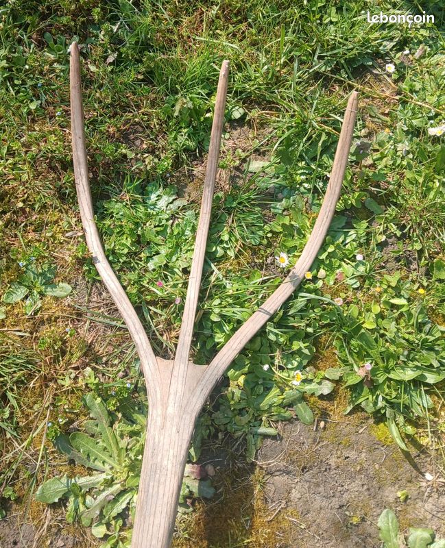 Ancien râteau à foin 100% en bois 3 pointes (image 1)