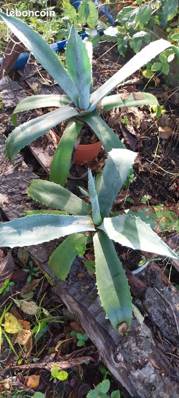 AGAVE du Mexique, en pot, en pleine terre ou en racine nue - Jardin &  Plantes