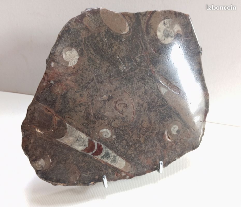 Ammonites et orthocéras : fossiles en plaque polie . 187 mm (image 2)
