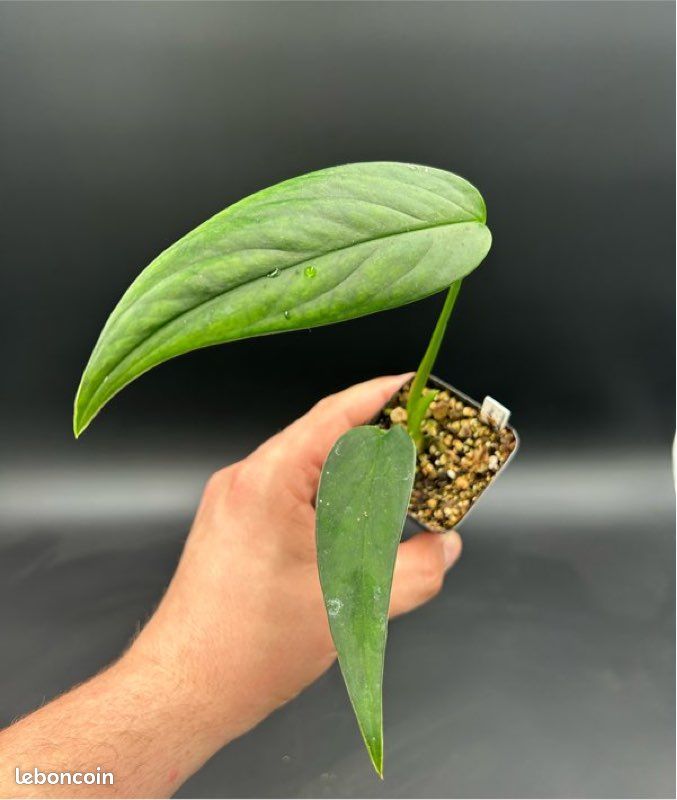 Monstera Barrieri #4 - Jardin & Plantes
