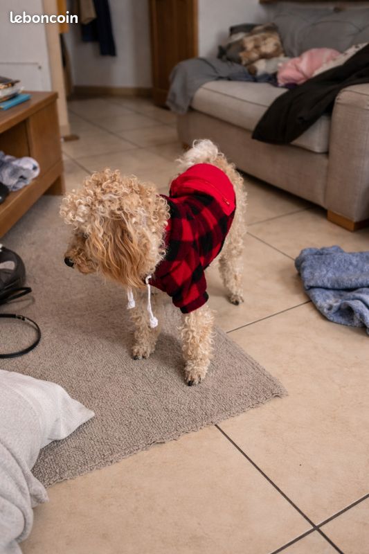 đŸ Pull pour chien & chat Ă capuche â motif carreaux rouge/noir â doux & chaud (image 1)