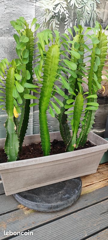 Plante Euphorbe Trigone verte (image 2)