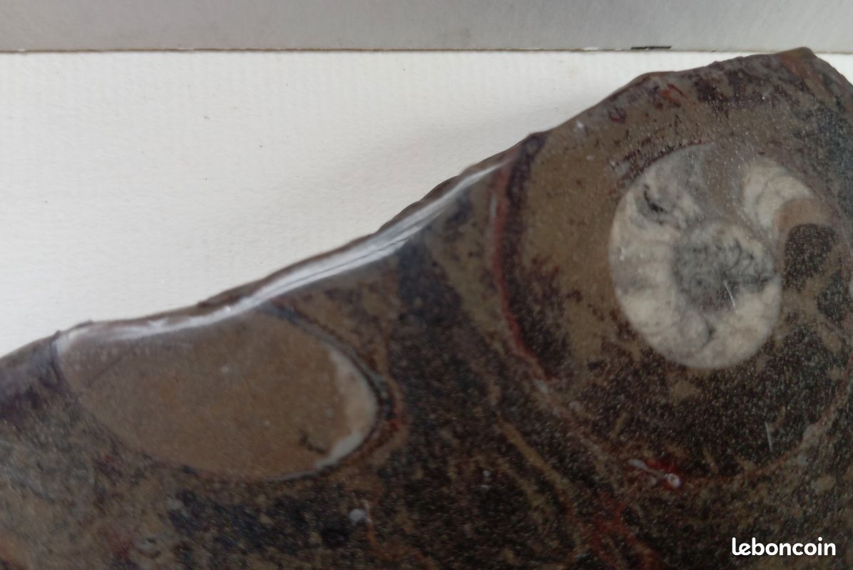 Ammonites et orthocéras : fossiles en plaque polie . 187 mm (image 7)
