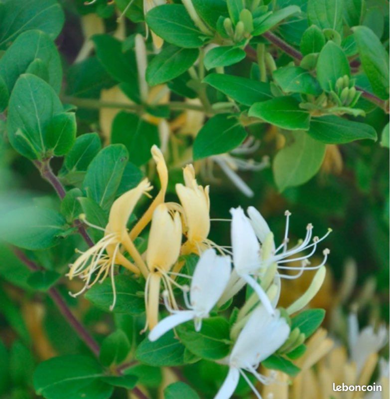 Plantes grimpantes à fleurs (image 3)