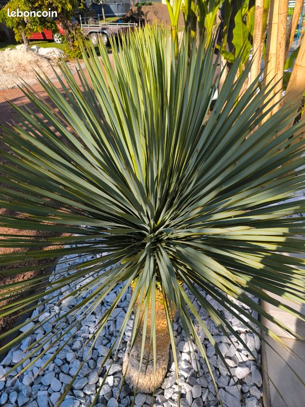 Yucca rostrata (image 4)