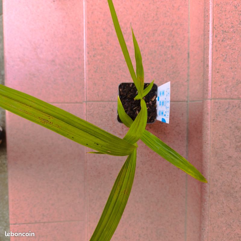 Orchidee de jardin (image 5)