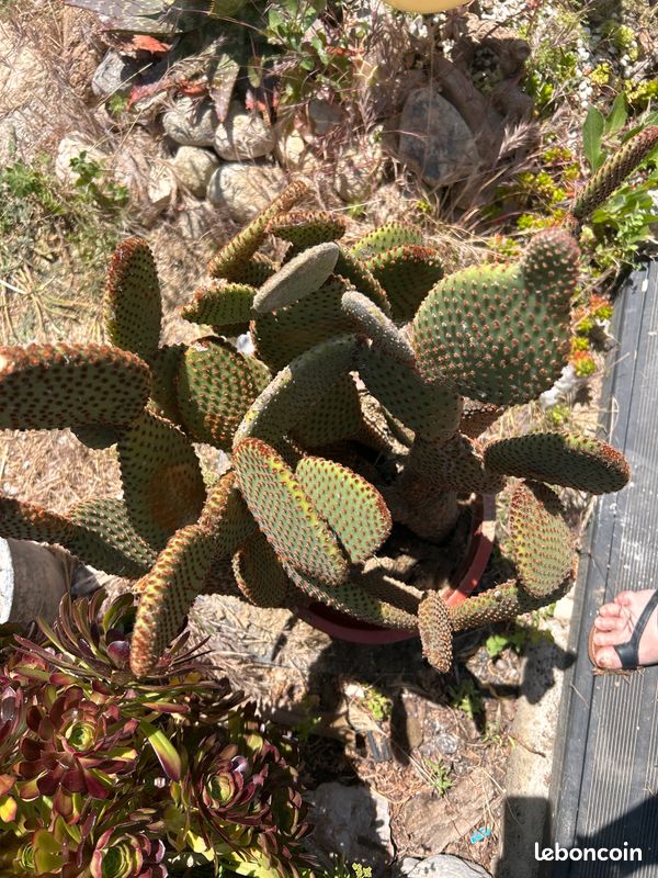 Cactus, plante grasse Opuntia microdasys rubra à raquettes OU cactus oreilles de lapin (image 10)