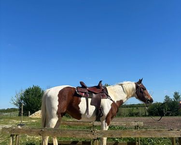 Tapis western mayatex d'occasion : Equipements | Equitation - 07/09