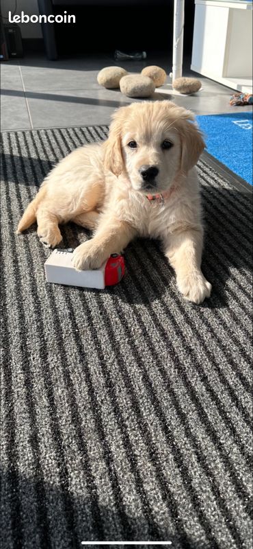 Chiots golden retriever male ce week end a NANCY (image 2)