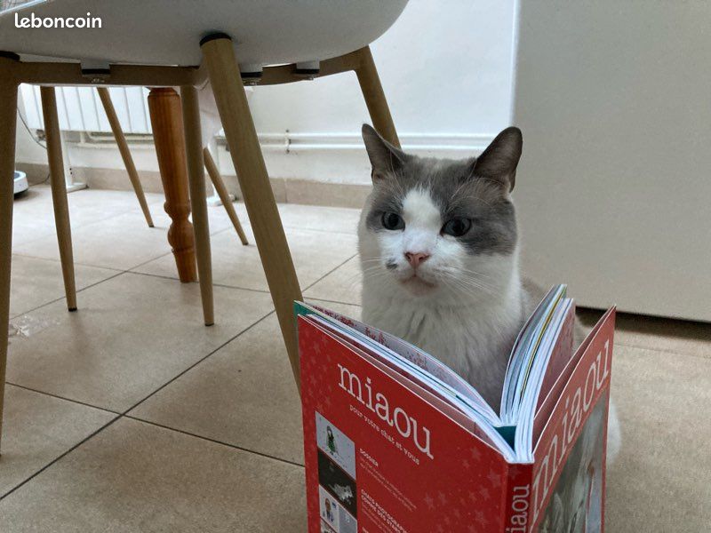 Livres miaou (2)😻 (image 9)