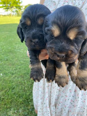 Chiot Donner Allier
