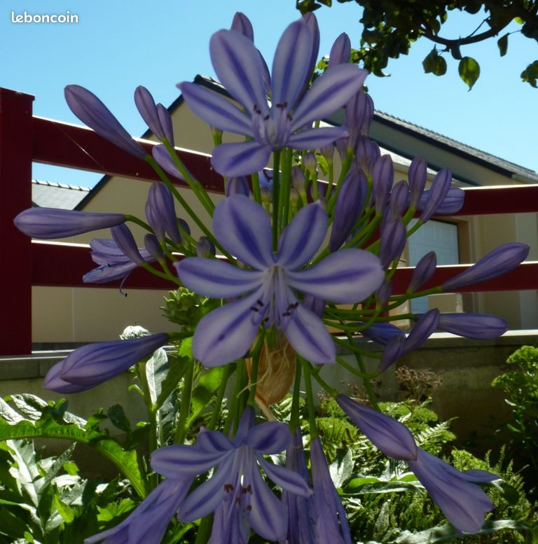Plant agapanthe géante bleue/blanche– jardi44 (image 1)