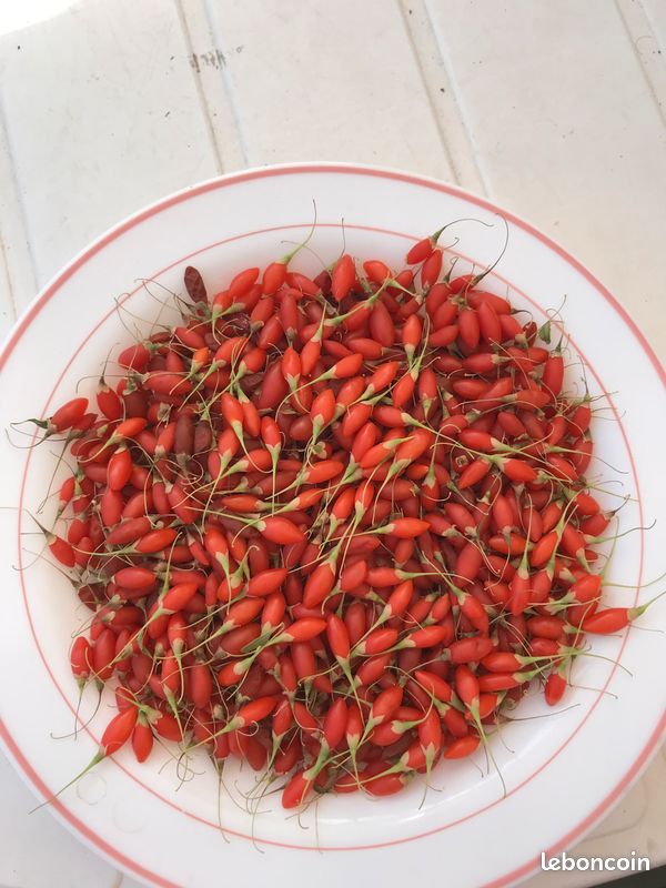 Plant Fruitier Baie de Goji (image 1)