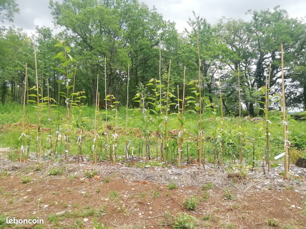 Arbres fruitiers, arbres, arbustes - Pépinière "Cœur de racines" (image 1)