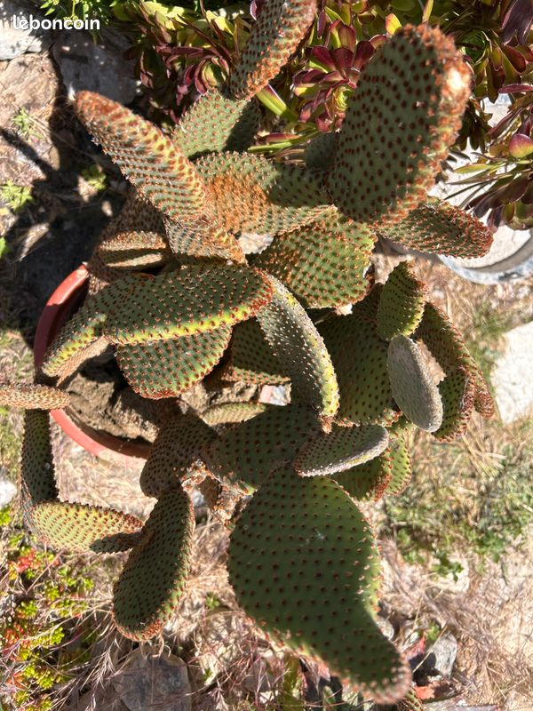 Cactus, plante grasse Opuntia microdasys rubra à raquettes OU cactus oreilles de lapin (image 2)