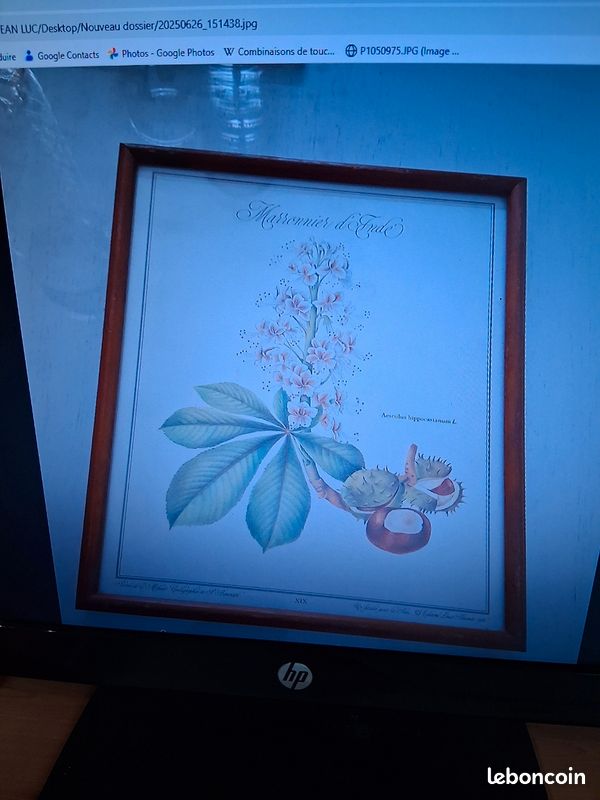 Cadre deco plante maronnier des indes 4e (image 1)