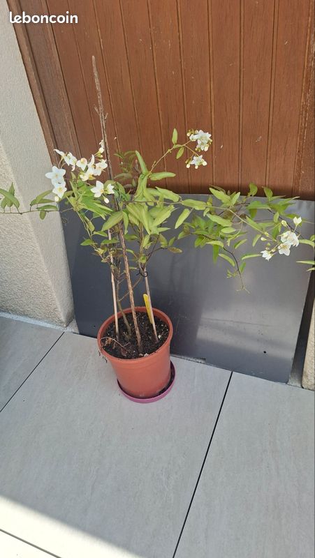 Solanum à fleurs de jasmin (image 2)