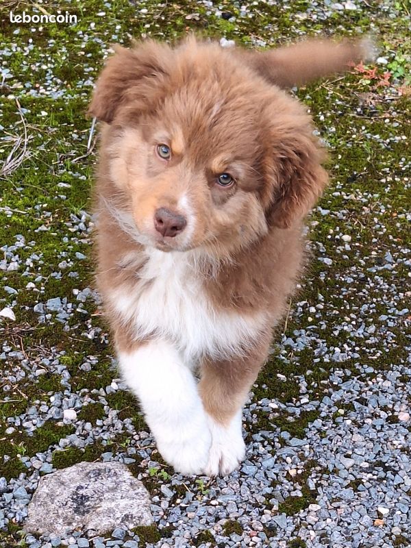 Chiots berger australien