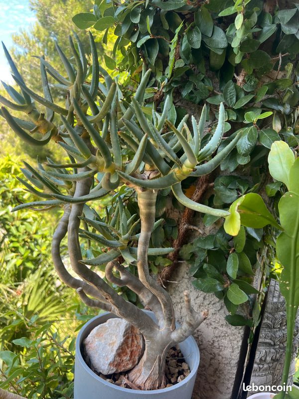 Rare Aloe ramosissima (image 1)