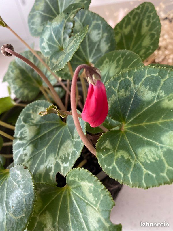 Pot avéc cyclamen rouge (image 2)