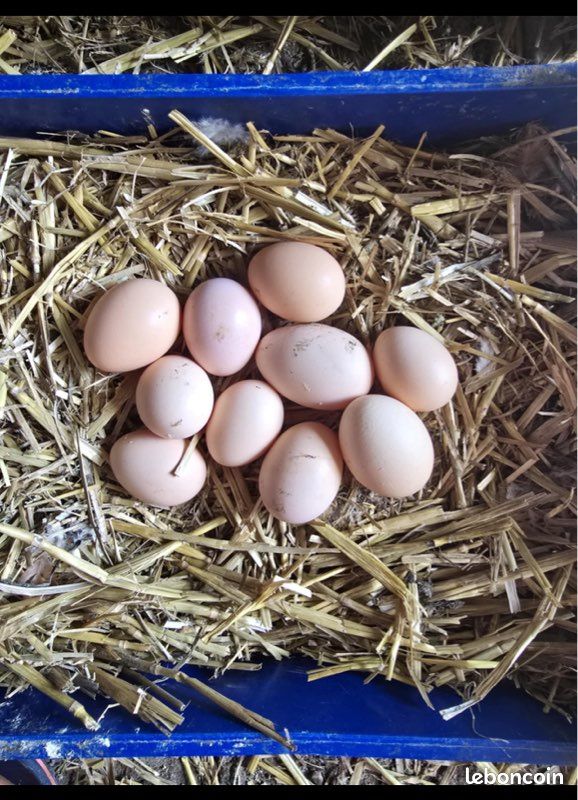 Oeufs (image 1)