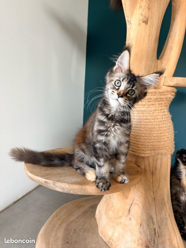 Maine coon (image 2)