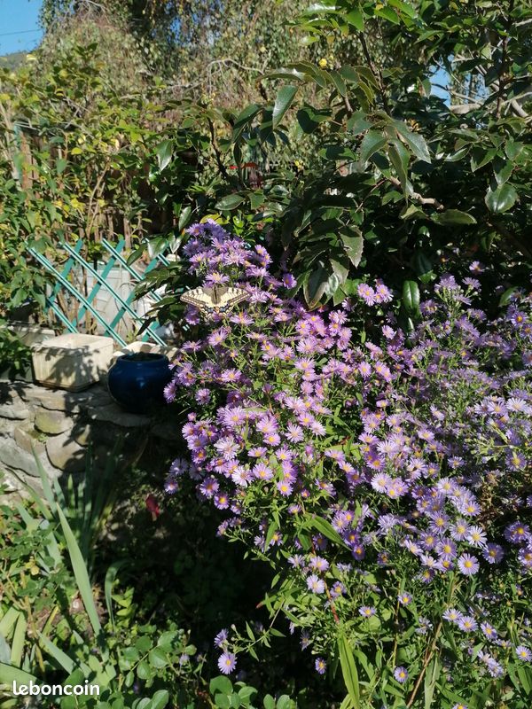 Divers arbustes et plantes vivaces (image 4)