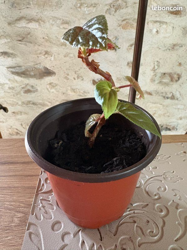 Bégonia canne Ginny (image 5)