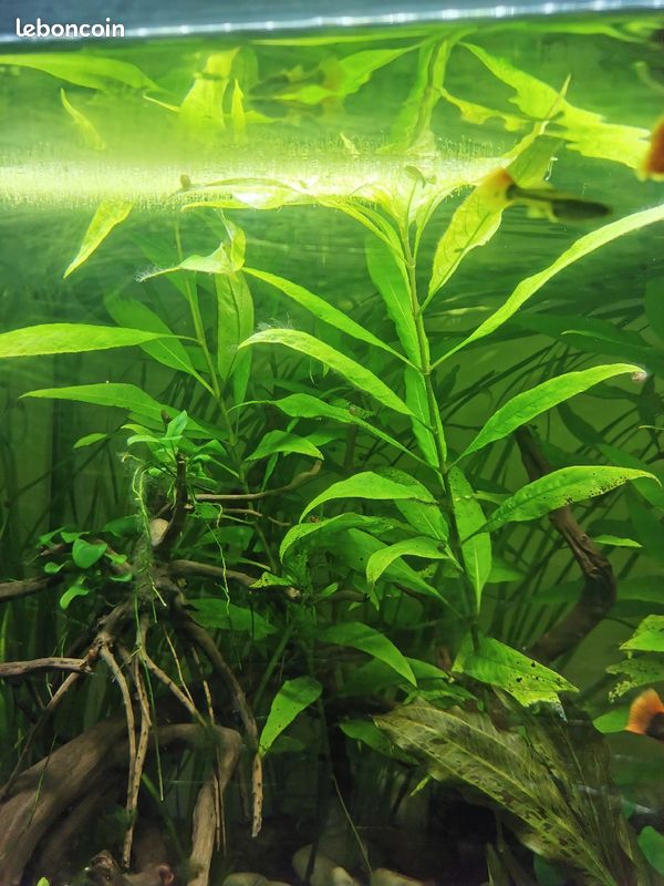 Plante aquarium : hygrophila corymbosa (image 1)