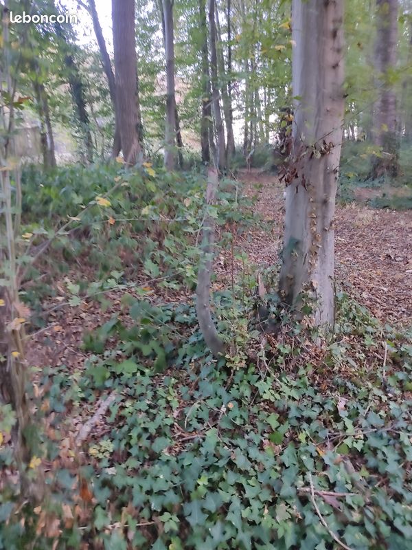 Offre une saison de chasse au pigeons (image 1)