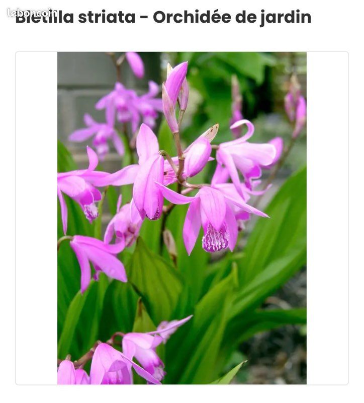 Orchidée de jardin (image 1)