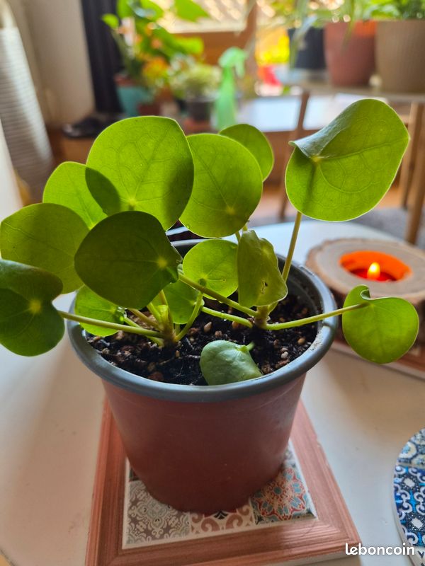Pilea peperomioides – 2 pieds dans le même pot – plante à monnaie chinoise (image 2)