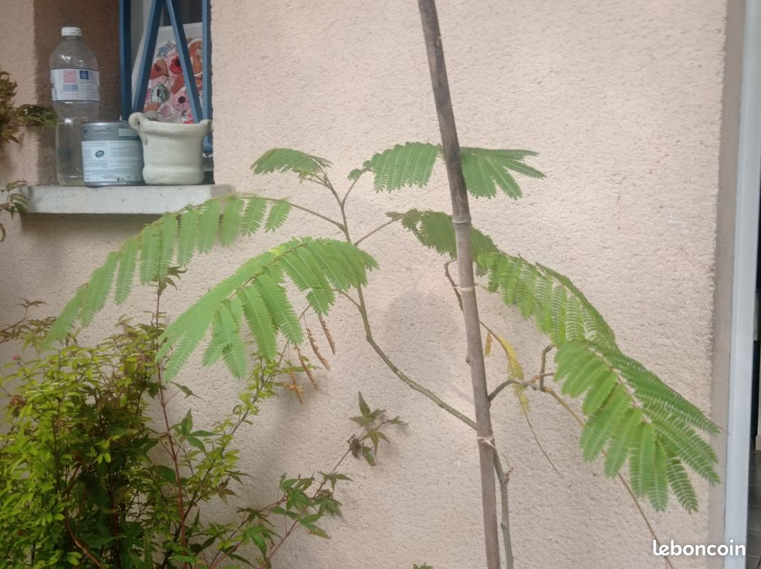 Albizia, Arbre a Soie, arbuste 3a extérieur (image 2)