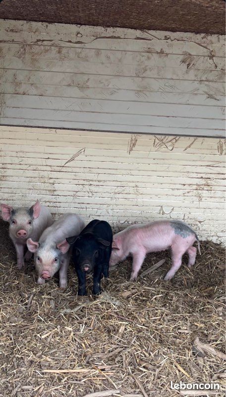 Cochon porc verrat truie porcelets (image 1)
