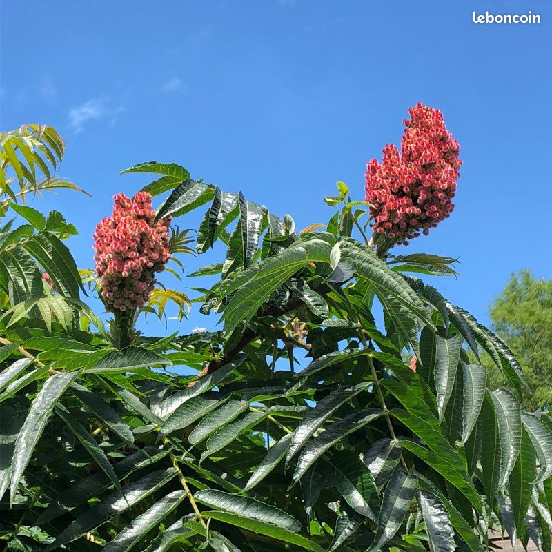 Pied ou arbuste SUMAC de Virginie pousse rapide (image 1)