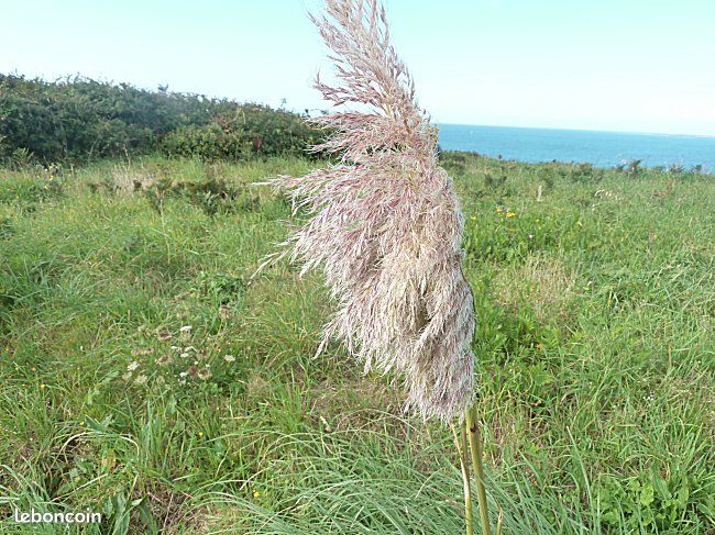 Terrain agricole ou de loisirs · à Sainte-Marie-la-Mer · 63 000 €