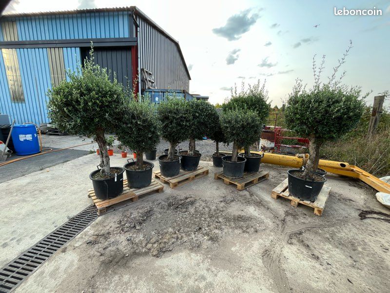 Oliviers Olea Europaea (image 4)