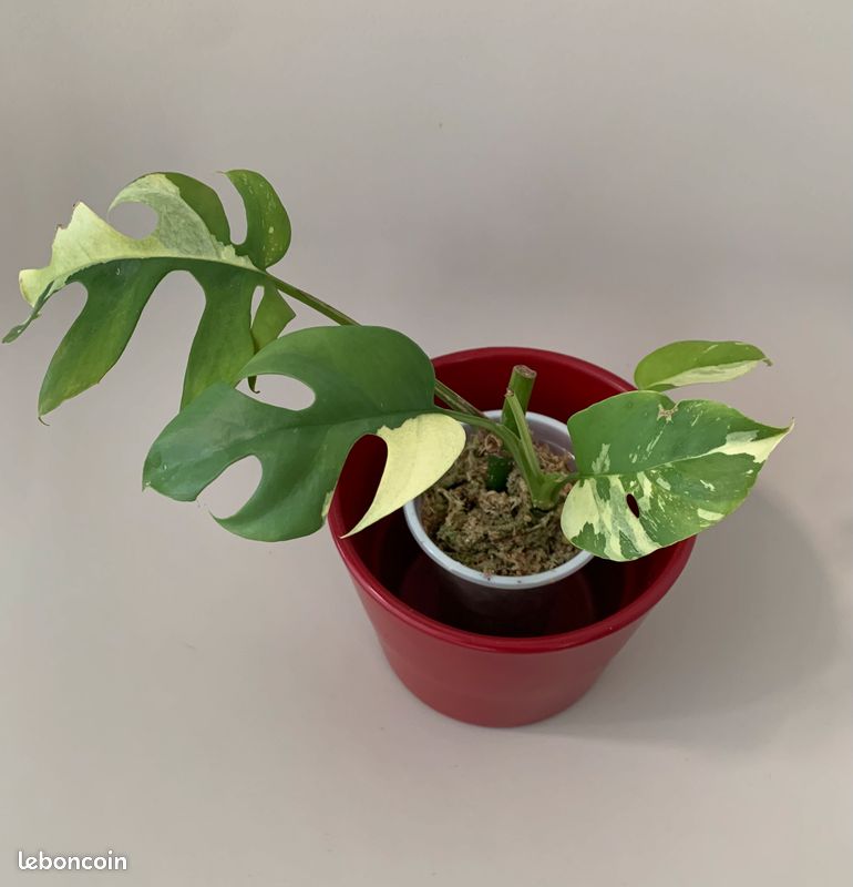 Monstera Minima variegata - Jardin & Plantes