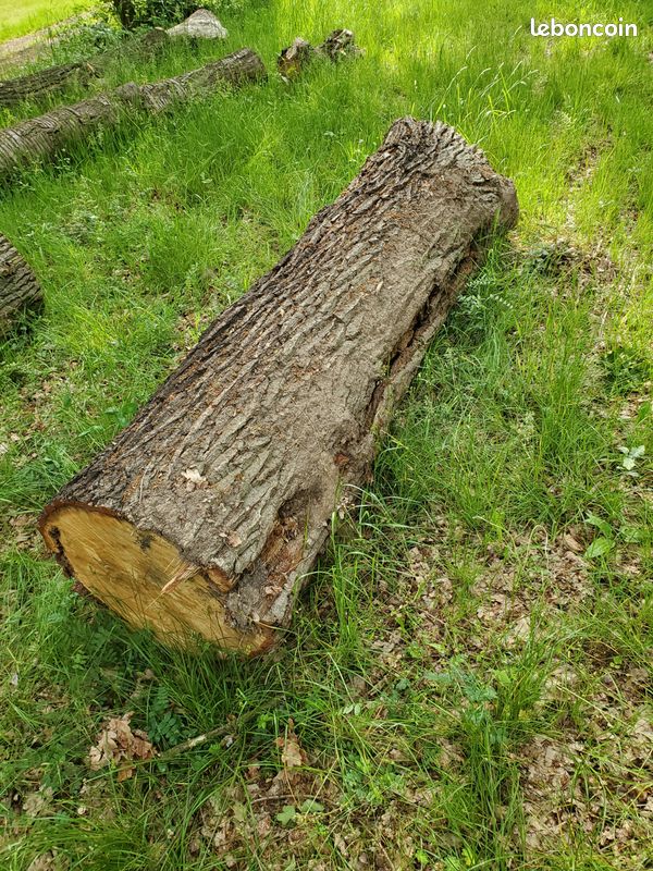 Petite grume chêne pour poutres ou planches (image 4)