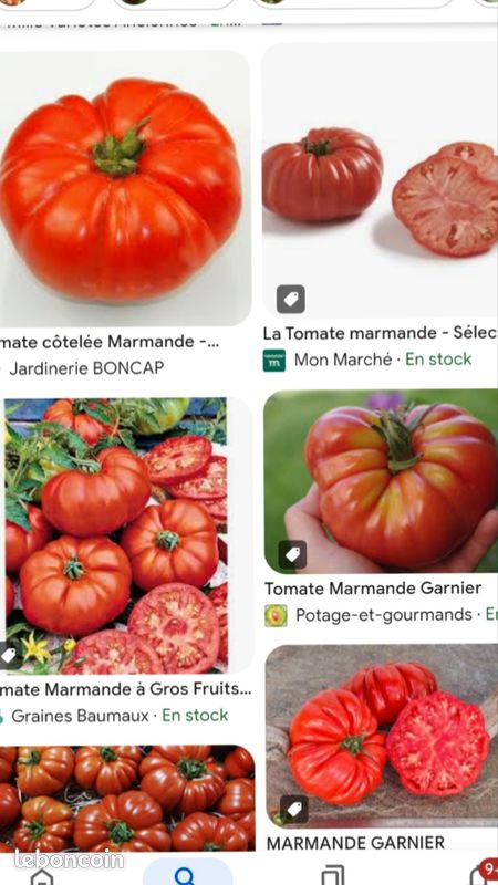 Tomates Marmande (image 2)