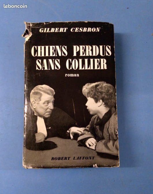 Chiens perdus sans collier (image 1)
