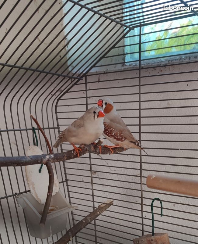Couple mandarin (image 1)