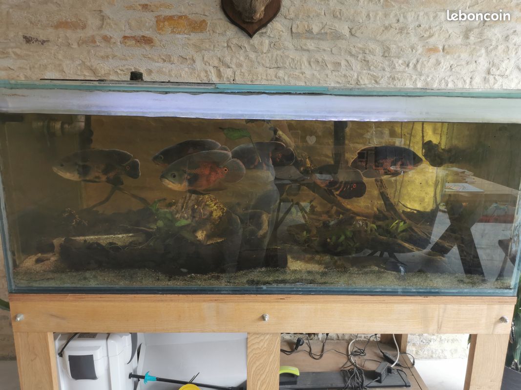 Aquarium 700L complet (image 8)