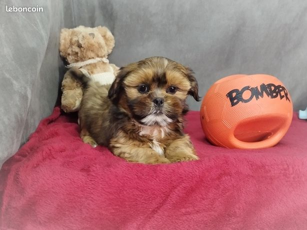Animaux, chiot, chaton, Marne (51) - leboncoin