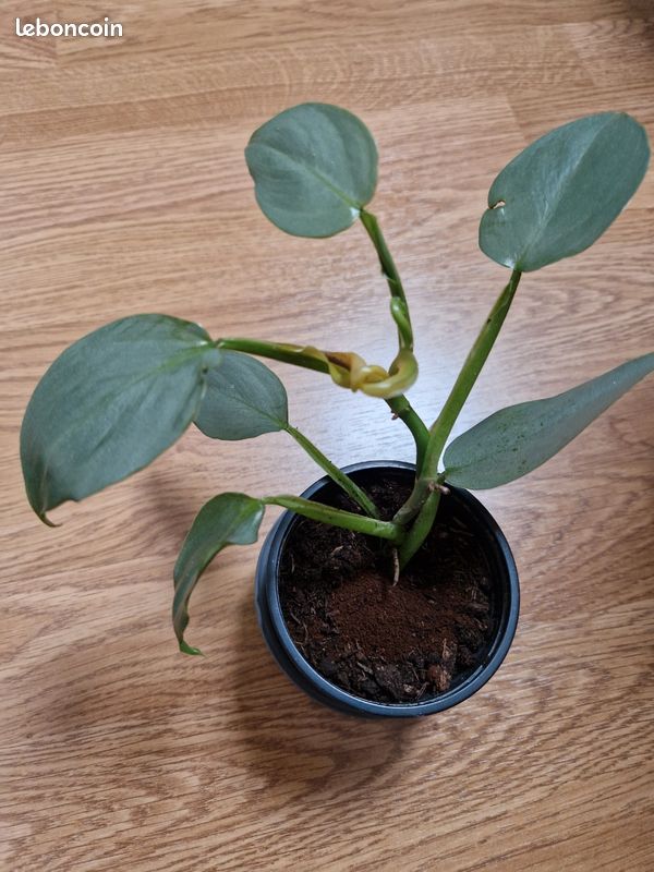 Bouture de Plante philodendron - Jardin & Plantes