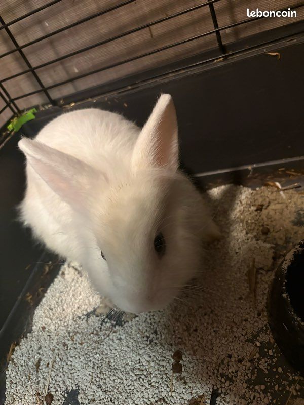Lapin blanc Ă donner avec sa cage đ° Je donne un lapin blanc avec sa cage. La cage est vendue au prix de 30 . Pour plus dâinformations, nâhĂ©sitez pas Ă me contacter (image 1)