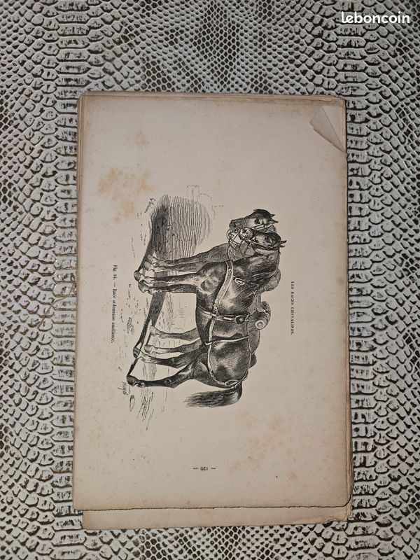 Planches anciennes illustrées – Les races chevalines (lot illustré XIXe siècle) (image 1)
