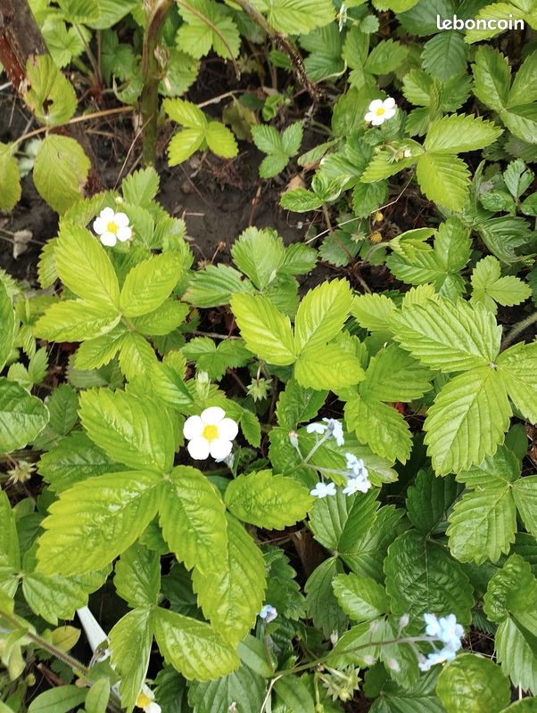 Plants de fraises des bois 4/3 (image 1)