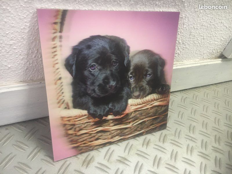 Cadre chiens 3d (image 2)